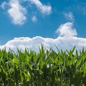 Prace sejmowe nad specustawą dotyczącą biogazowni rolniczych